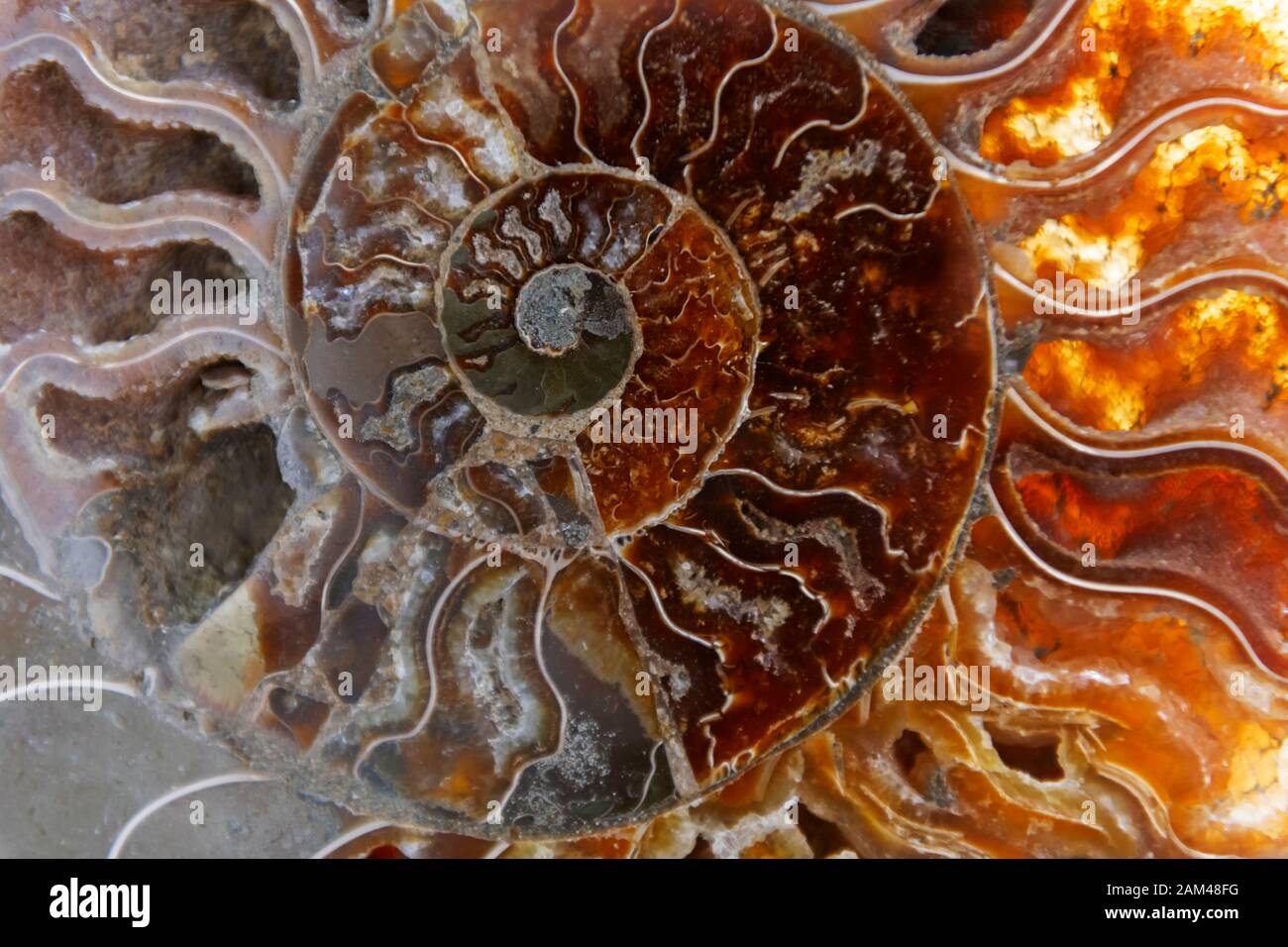 Detail of a fossilized ammonite from the Sahara desert in Morocco. Stock Photo