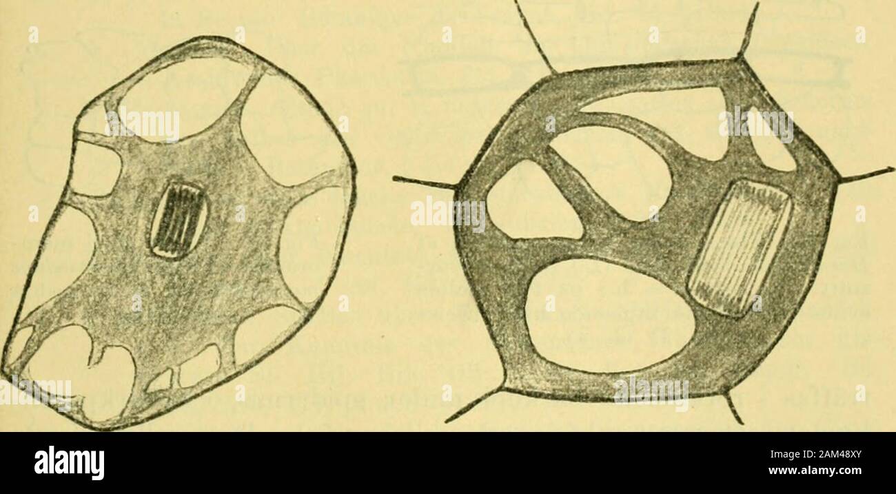 Arkiv för botanik . Fig. 6. Del afplasmanät från ut-vecklad slemcellhos Orchis milita-taris L. (Zeisshomog. immers. Vok 4). SELIM BIRGER, OM TUBER SALEP. 11 tets strängar tjockare i förhållande till maskrummen (jmfrfig. 6) än hvad som framgår af Meyers figur. En mätning på den i fig. 2 afbildade cellen och cellerpä samma utvecklingstadium visar att plasmamaskorna äroungefär lika stora som maskorna hos plasmanätet på väggenaf fullt utbildade slemceller i samma snitt. Hvad tydningen af Meyers fig. 40 och 41 (1. c. s. 328)angår har jag kommit till samma resultat som Hartwick,d. v. s. att de af Me Stock Photo