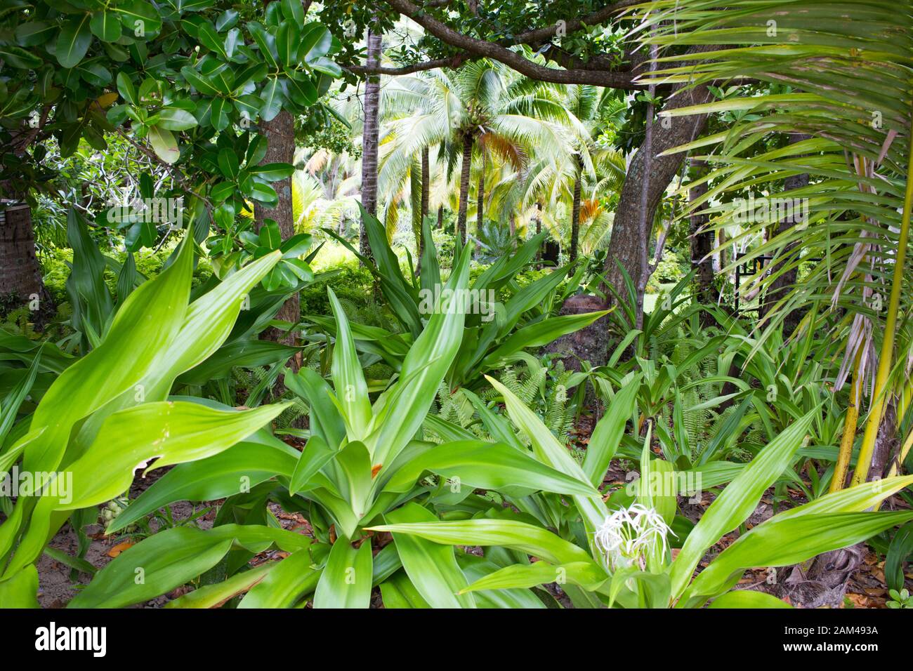 Exotic thai garden with plants and trees asian style Stock Photo Alamy