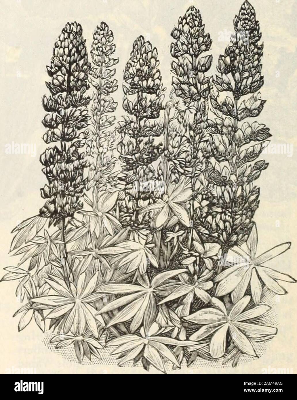 Farquhar's catalogue : spring 1904 . Showy plants of veryeasy cultivation and succeeding in any ordi-nary soil. Annual Varieties Mixed. Including blue,white, pink, and yellow; July to Oct., 2 ft. Oz., .20 .05Cruickshanki. Blue and yellow; 3 ft., an-nual Oz., .30 .05 •05.10.10 .10 •05?OS •05.10 •25.10 10 LIBONIA FLORIBUNDA. Splendid plant forhouse or conservatory decoration duringwinter; flowers scarlet and yellow; tube-shaped; ih ft LINUM FLAVUM. Golden Flax. Hardy per-ennial with golden-yellow flowers, bloomingfreely from June to September ; 1 ft. .GRANDIFLORUM RUBRUM. Scarlet Flax.Brilliant Stock Photo