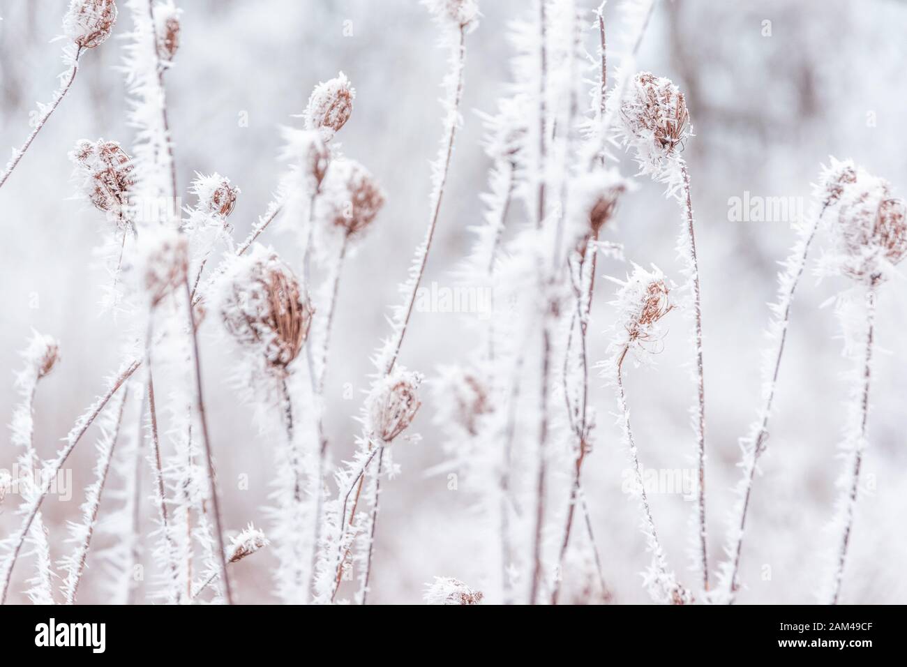 Snow on the tree branches. Winter View of trees covered with snow. The ...