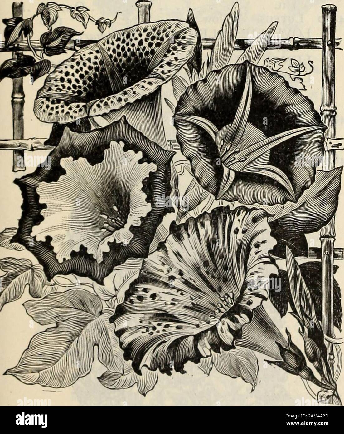 Farquhar S Catalogue Spring 1904 Owy 1 Ft 05 Ice Plant See Mesembryanthemum No 5 5 44 Impatiens Sultani Perennial Balsam A Charming Plant For House And Conservatorydecoration Of Easy Cultivation And Bloomingcontinuously The Flowers