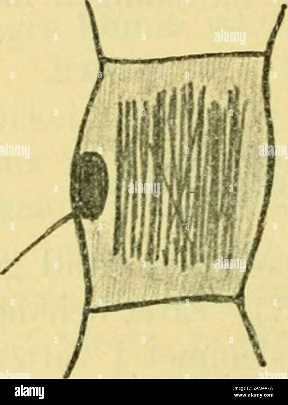 Arkiv For Botanik Erna I Rotspetsen Na En Storlek Af0 1 5 X 0 6 Mm Fig 1 Lamnar En Bildaf En Dylik Cell En Stor Del Af Cellenintages Af Oxalatkristallerna Hvilka Haundantrangt Karnan
