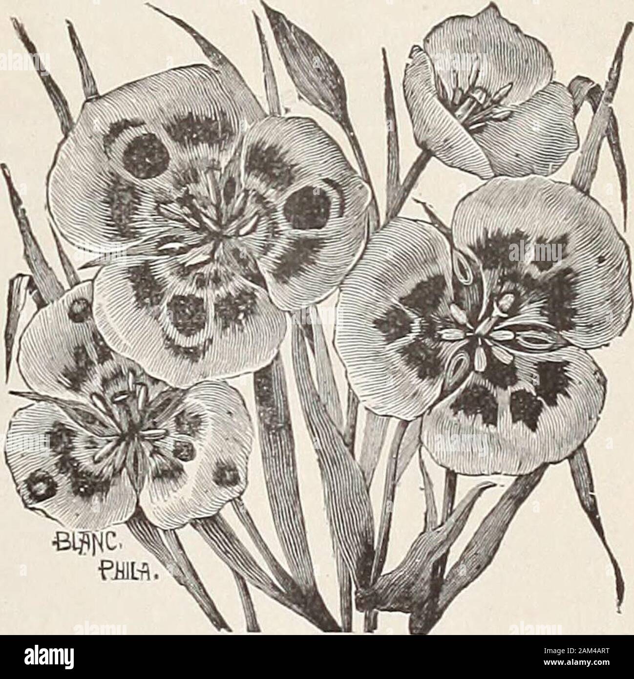 Catalogue of bulbs, plants and seeds for fall planting, 1898 . Amaryllis Belladonna Hybrida—Large; crimson, white striped. Each,50c.  Vitatta—Handsome species, bearing white flow-ers, with deep rose-colored stripe through the centerof the petals. Each, 50c. CRINUM AMERICAN UNI Large spikes of beautiful white, sweet-scentedflowers. Each, 50c. Crinnm Yemense—This new variety was latelydiscovered in Arabia, and is one of the most valuableof recent introductions. The flowers are very largeand produced in immense umbels. They are sil-very white with rosy stripe and red buds, and verysweet scented. Stock Photo