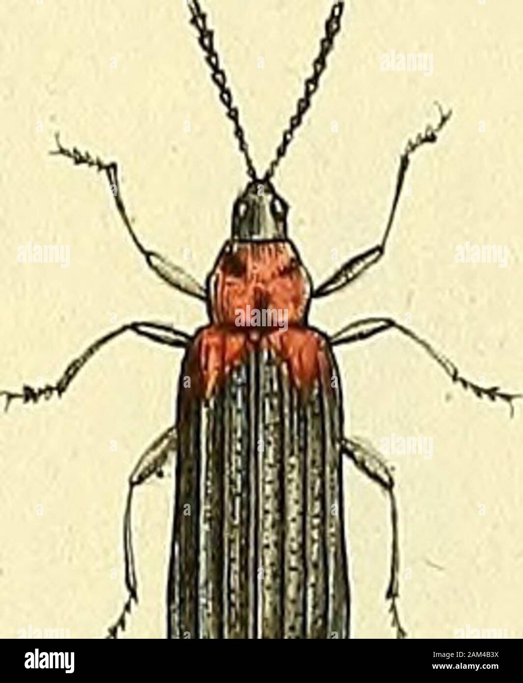 Entomologie, ou, Histoire naturelle des insectes : avec leurs ...