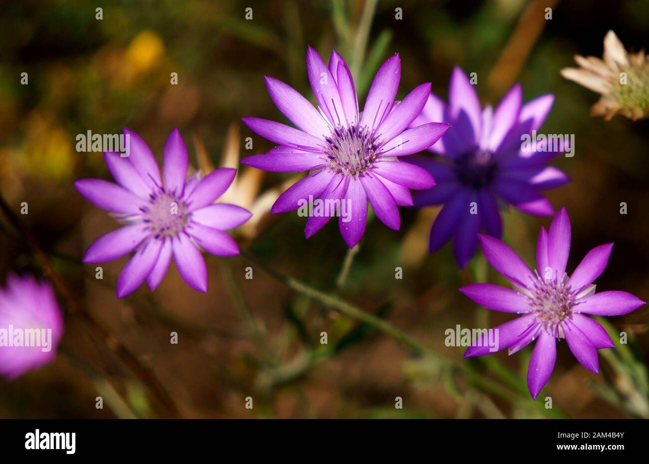 Wildflowers nature hi-res stock photography and images - Alamy