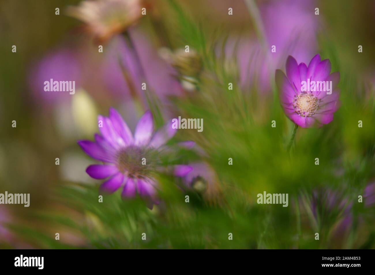 Wildflowers nature hi-res stock photography and images - Alamy