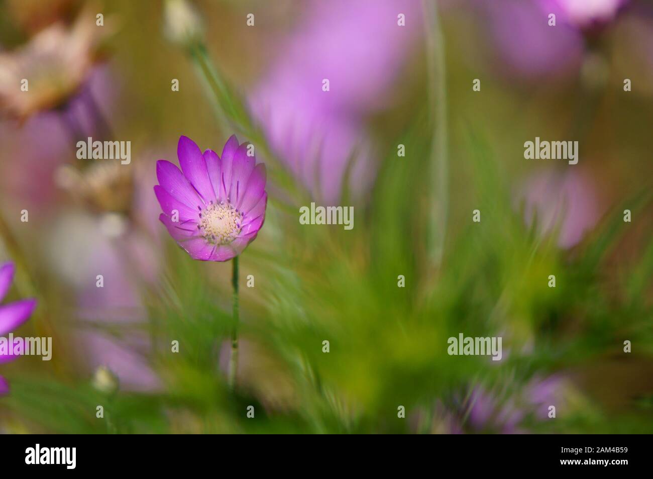 Wildflowers nature hi-res stock photography and images - Alamy