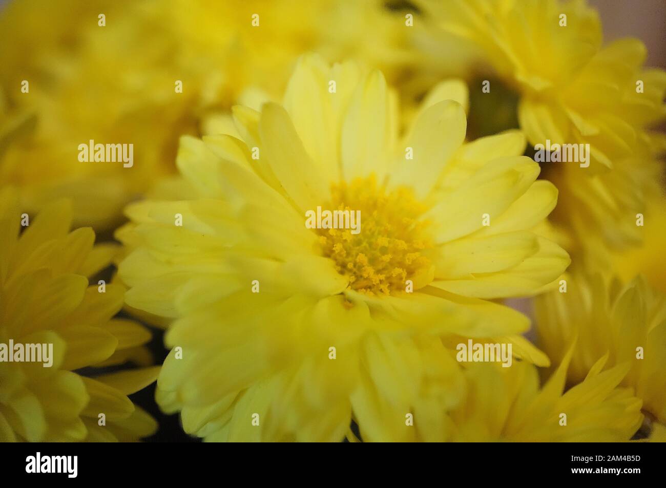 Wildflowers in nature hi-res stock photography and images - Alamy