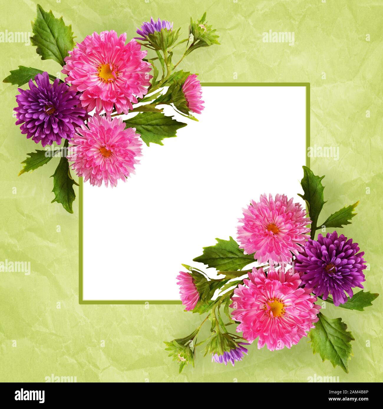 Aster flowers composition and frame on green background Stock Photo - Alamy