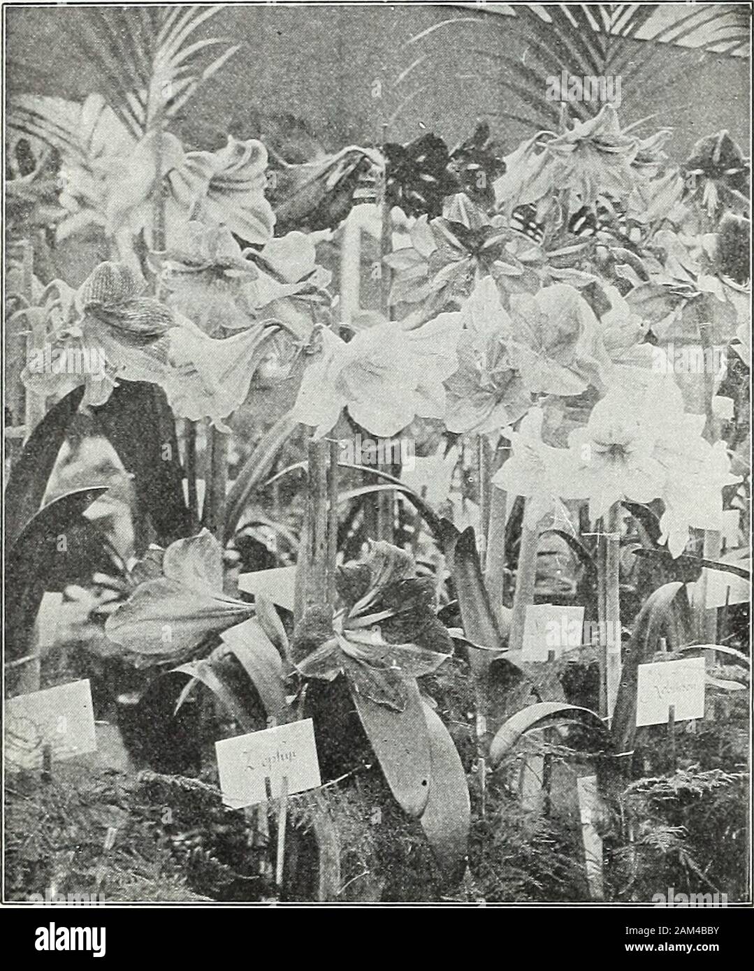 Farquhar's garden annual : 1922 . Thermopsis caroliniana. 98 R. & J. FARQUHAR & COMPANY, BOSTON. SUMMER-FLOWERING BULBS. FARQUHARS SUMMER-FLOWERING BULBS.. Amaryllis Hippeastrmn, New Hybrids. AMARYLLIS. C/UltUF6. The bulbs should be placed where they will be always slightly moistand warm under the benches of a greenhouse, for example; do not pot upthe bulbs before the flower buds appear; when first potted give very littlewater and promote growth by gi%Tng moderate bottom heat. Hlppeastrum. New Hybrids. {Vittata.) The finest race ofAmatyllis in cultivation; exceeding in tlie size and fine form Stock Photo