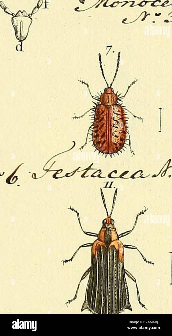 Entomologie, ou, Histoire naturelle des insectes : avec leurs ...