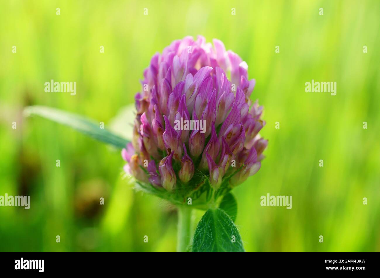 Delightful spring flowers hi-res stock photography and images - Alamy