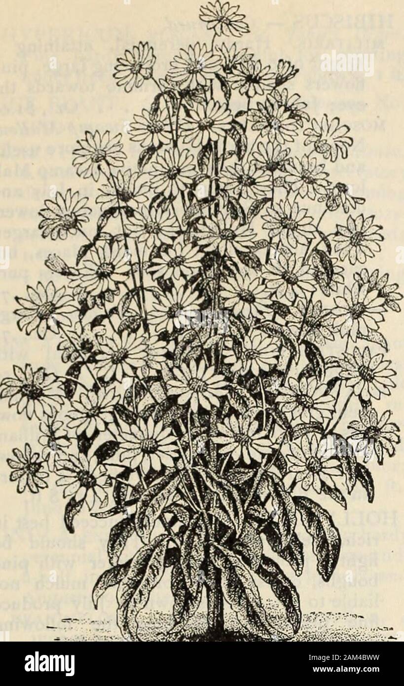 Farquhar's catalogue : spring 1904 . lowers in lightpanicles; hardy perennial; 2 ft. Oz., .40 HEDYSARUM CORONARIUM. French Honey-suckle. Showy perennials; flowers red orwhite; 2 ft., July to Sept. Mixed colors. Oz., .25HELEXIUM. Sneeze-cveed. Hardy peren-nials with yellow composite flowers ; namedafter the beautiful Helen of Troy; 3 to 4 ft.,Sept. to Oct.autl.mnale. Yellow; large heads, % oz., .50Hoopesii. Yellow 10 HELIANTHEMUM alpestre. Sun Rose.Hardy trailing perennial with bright yellowflowers, suitable for rockwork or edgings;6 inches, June to July .... Oz., .50 HELIANTHUS. Sunflower. The Stock Photo