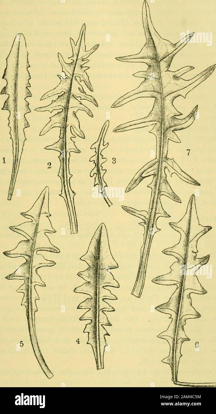 Arkiv för botanik . von Schultz sein Name für die hierzu betrachtende ganzblätterige Hauptform vorbehalten werden. 2. Taraxacum andiimm sp. nov. Fig. 5. (). Radix crassiuscula, in rhizoma sat validum abiens. Folia sub anthesi plurima, glabra, pallide viridia, brevepetiolata, petiolis viridi-albescentibus, nervo mediano strami-neo-viridi v. leviter — intensius roseo, exteriora pauca ± lin-gulata — lingulato-lanceolata, breviter — sat grosse et ± densetriangulari-dentata, intermedia profunde et crebre dentato-löbata, interiora longe — longissime laciniata, laciniis inferio-ribus ± reversis, supe Stock Photo