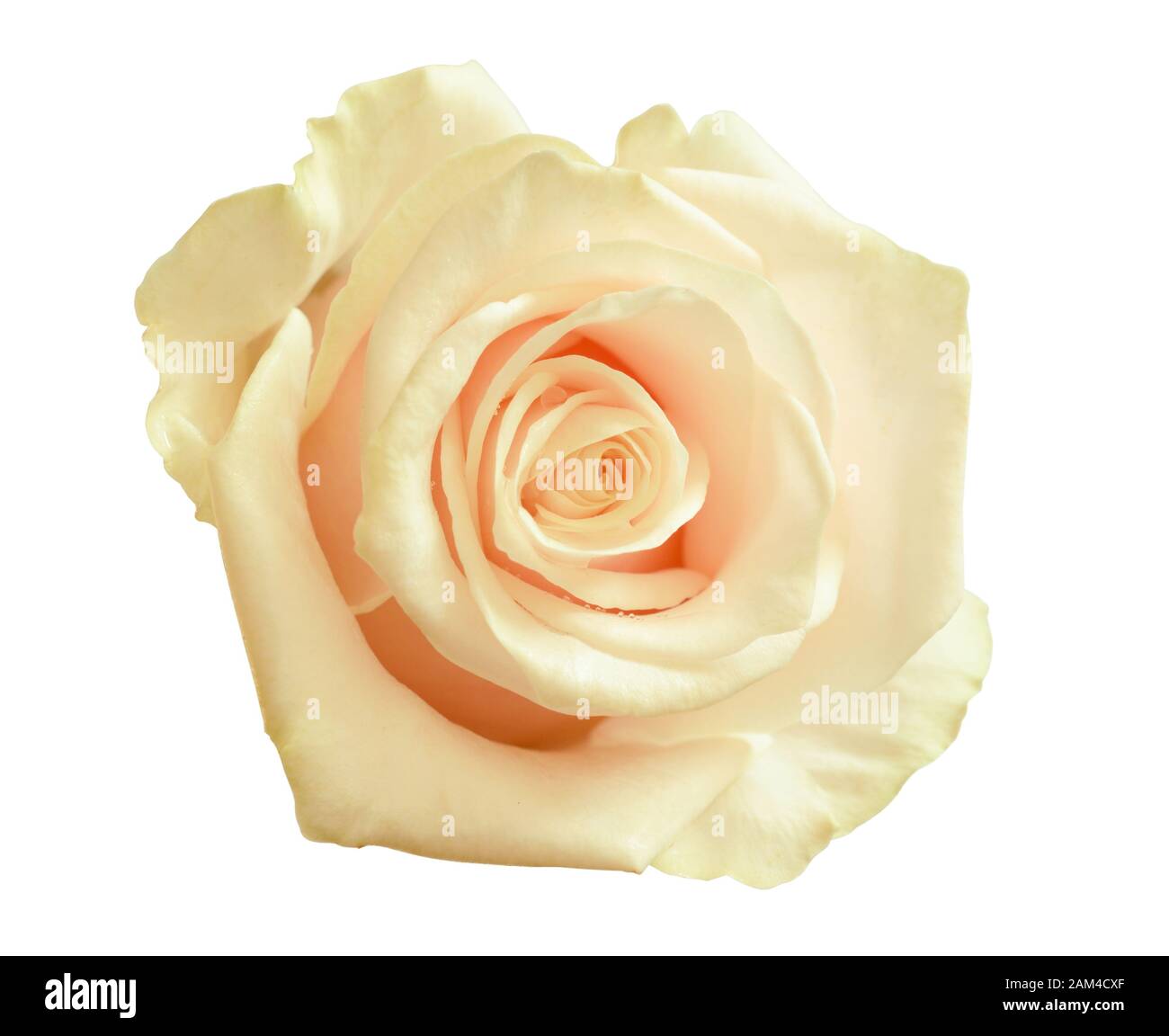 Rose flower isolated on white Stock Photo - Alamy
