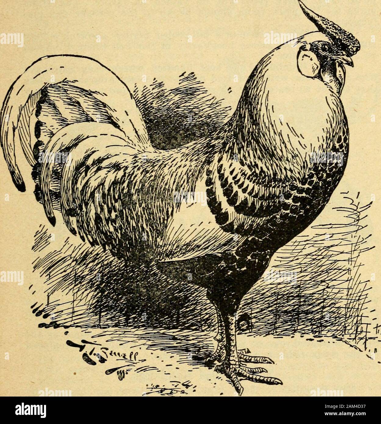 The poultry manual; a guide to successful poultry keeping in all its  branches, fancy and practical . ors. It has been considered by good  authoritiesthat this breeding from hen-tailed males had no