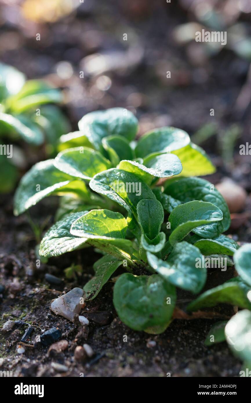 Corn salad 'Vit' (Valerianella locusta) growing in a garden in the winter with morning dew. Stock Photo