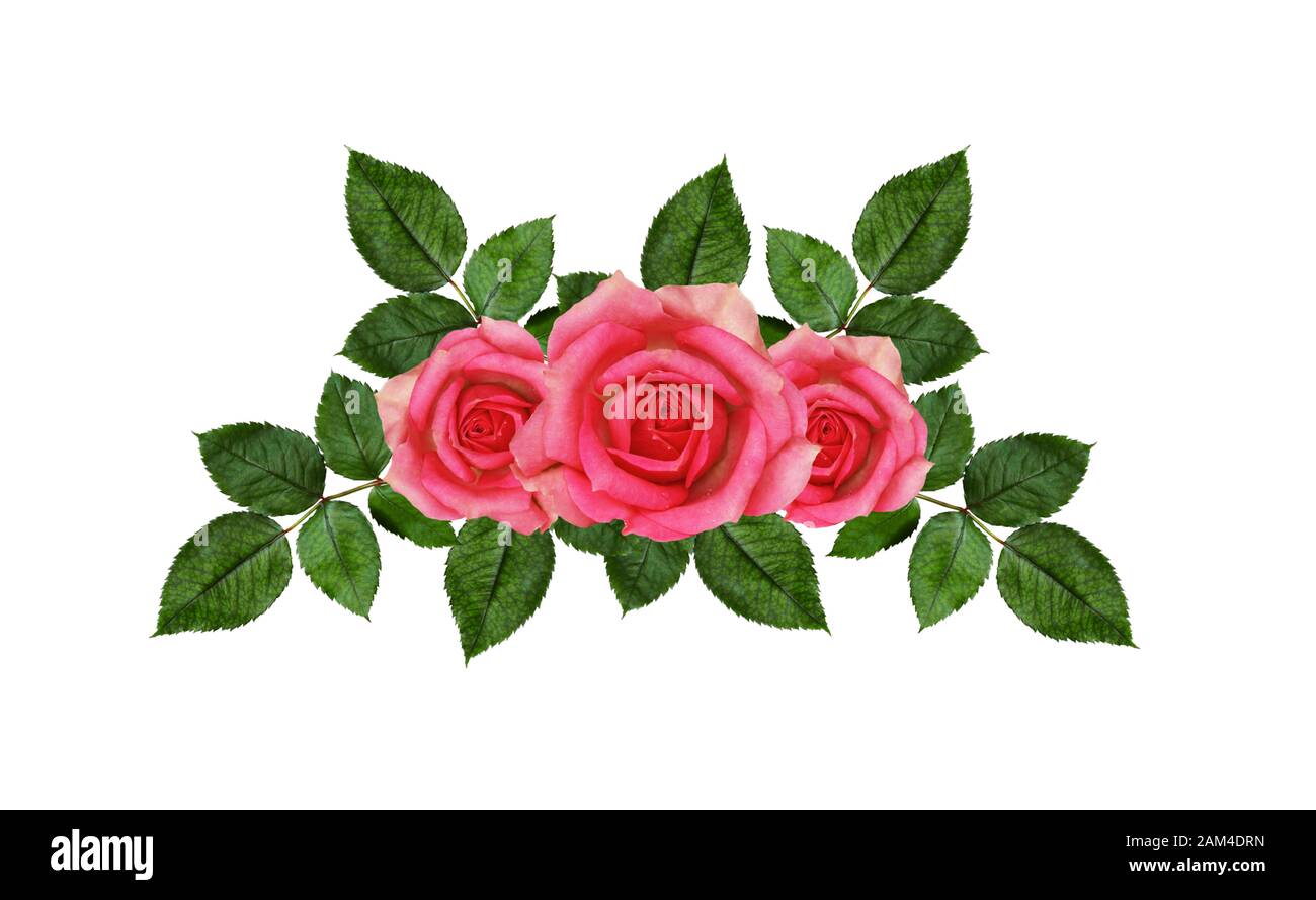 Rose flowers arrangement isolated on white Stock Photo - Alamy