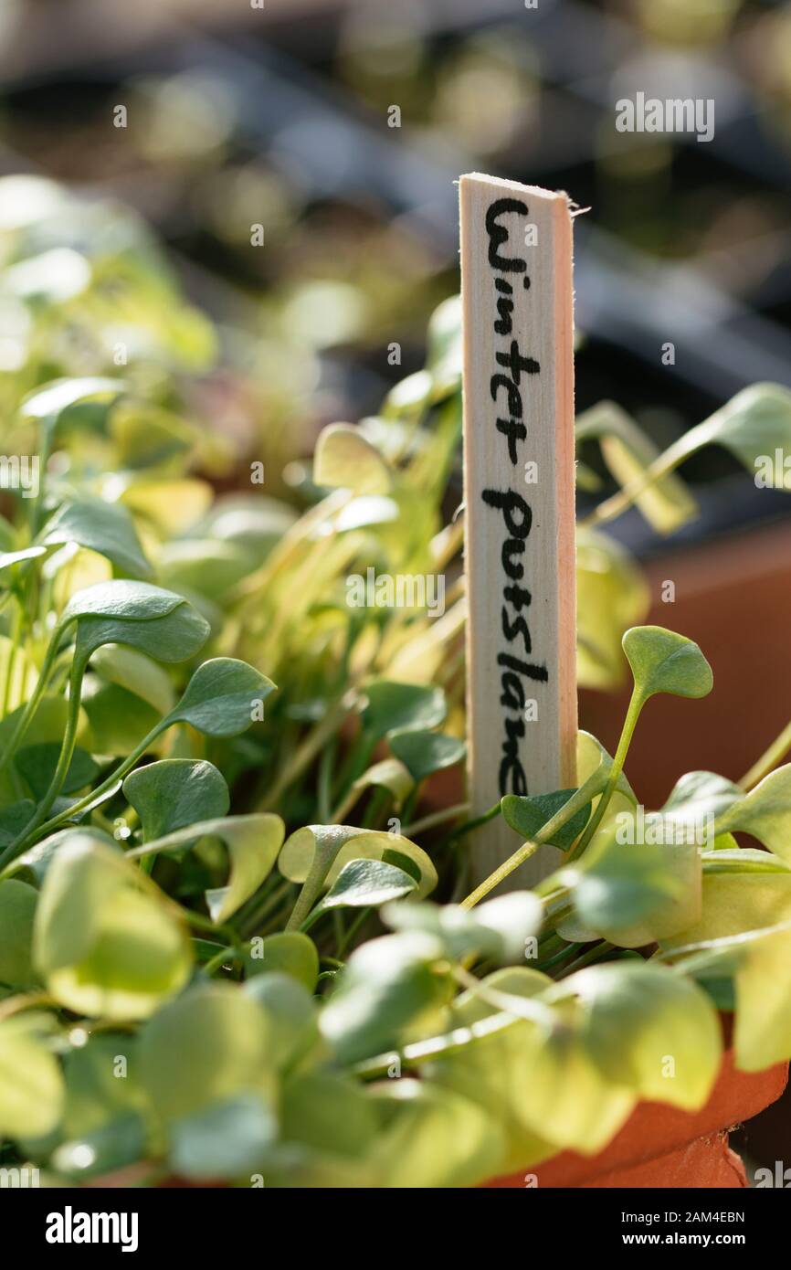 Winter purslane growing in a terra cotta container in a greenhouse. Stock Photo