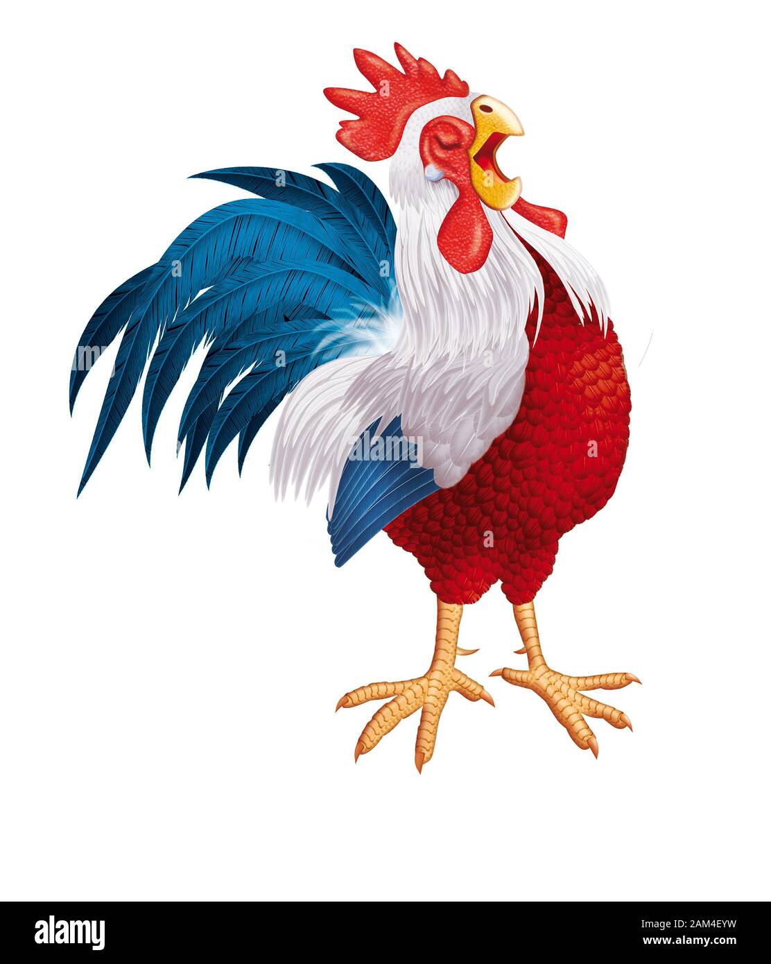 Rooster hen  french realistic illustration Stock Photo