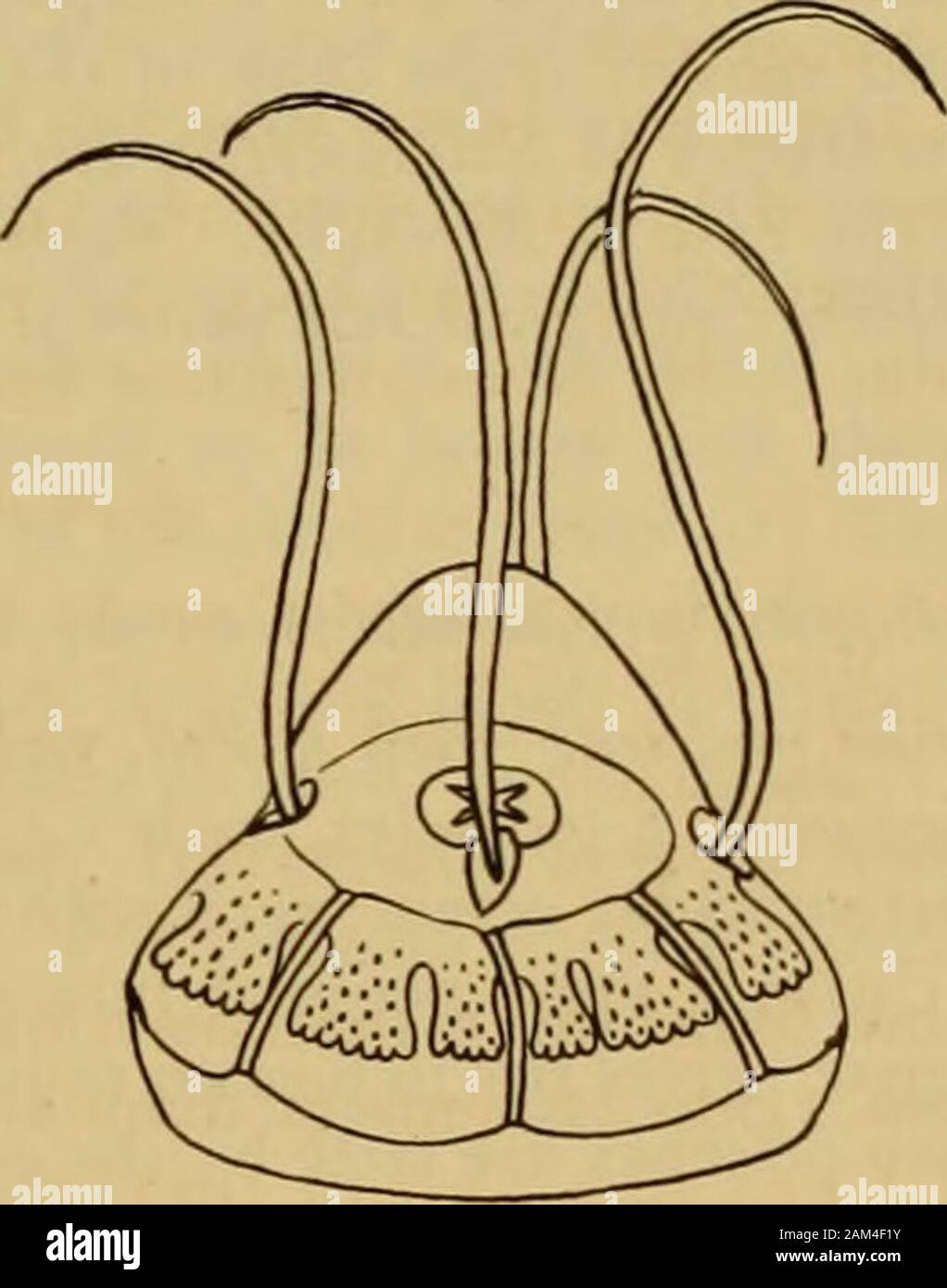 Medusae of the world . l°9a- 3°9- Fig. 309.—Mginura grimaldii, after Maas, in Result. Camp. Sci. Prince de Monaco.Fig. 309a.—Mginopsis laurentii, after Brandt, in Mem. Acad. St. Petersbourg. In the 3 male specimens from the Malay Archipelago, the gonads are developed over theectodermal subumbrella walls of the gastric pouches, but in the female from the North Atlanticthey are very irregularly developed in patches, in some places in the ectoderm of the pouchesand in others at the bases of the pouches. The eggs are few in number but are of great size. The gelatinous substance of the bell is milk Stock Photo