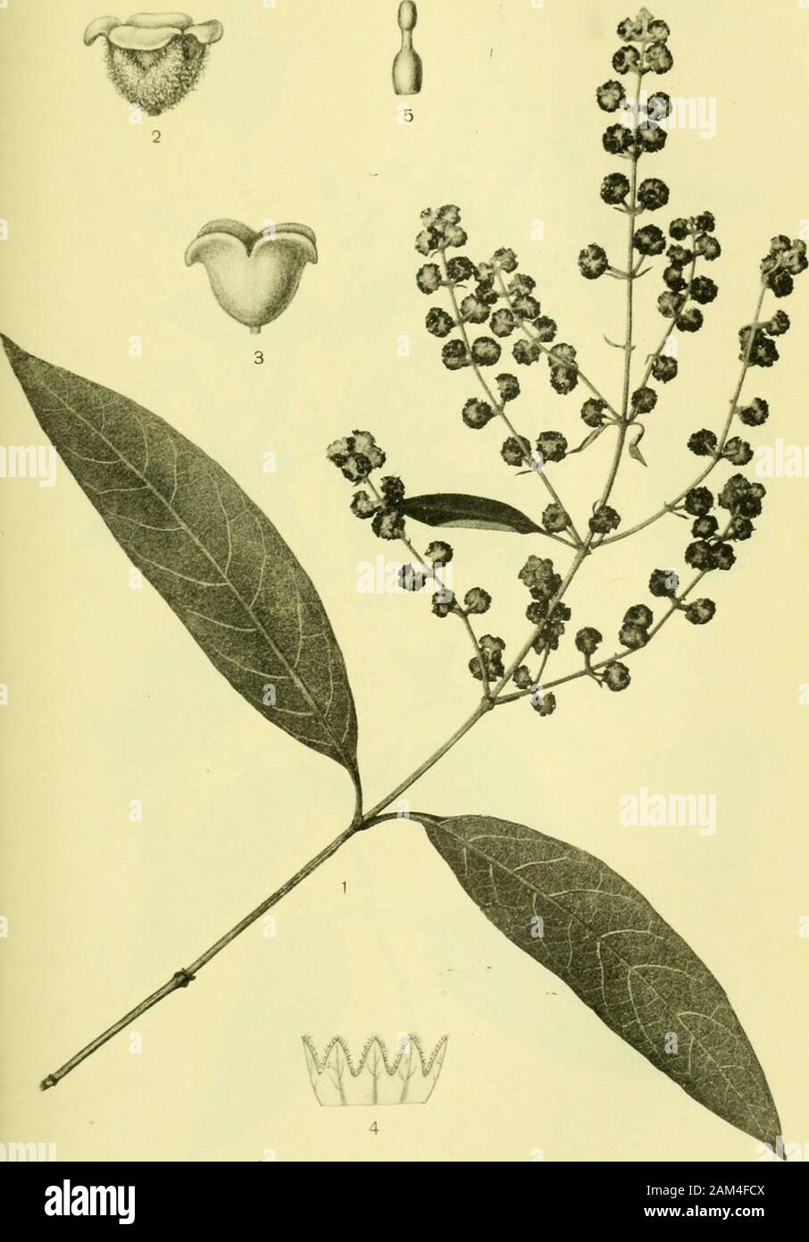 Arkiv för botanik . A. Ekblom del. Ljustr. J. Cederquist, Sthlm. Fig. 1—5. Stenolobium Garrocha (Hier) K. Schum. — Fig. 6—7. Sicyosaculeatus R. E. Fr. — Fig. 8—12. Borrelia staurochlamys R. E. Fr. Arkiv för Botanik Band 6. N:o 11. Taf. 3.. L Ljustr. J. Cederquist, Sthlm. Buddleia pendula R. E Fr. Arkiv för Botanik. Band 6. N:o 11 Taf. 4. Stock Photo