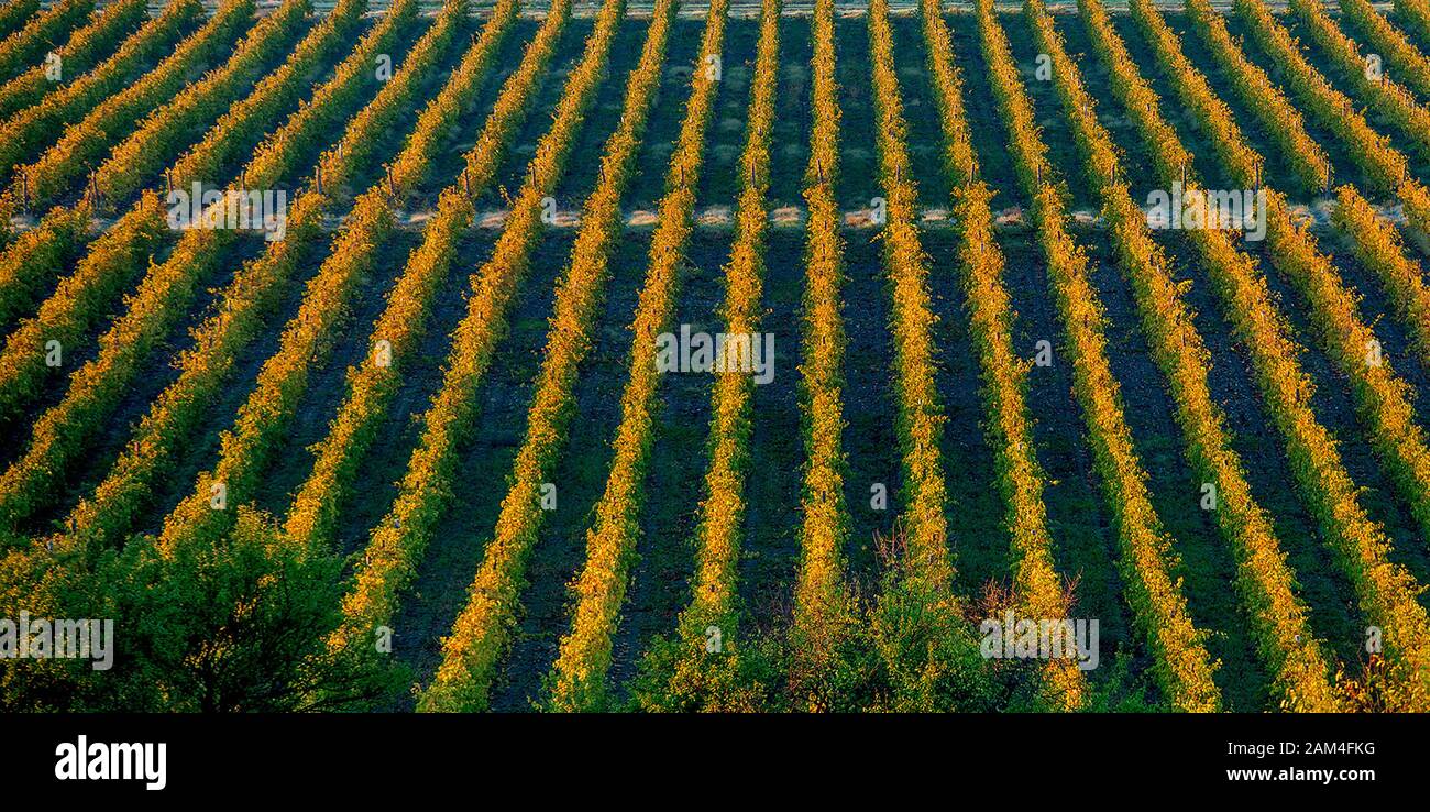 Areal view of many neat rows of agricultural crops in summer. Rows of green and yellow. Stock Photo