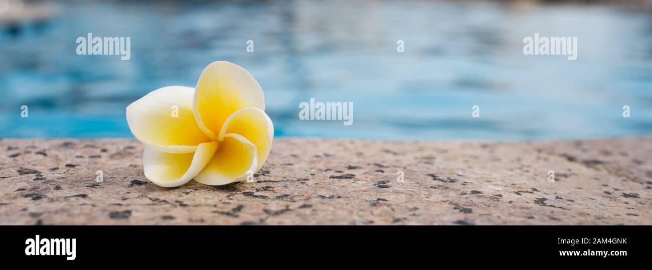 Frangipani ,Plumeria flower on the floor with blue pool. Stock Photo