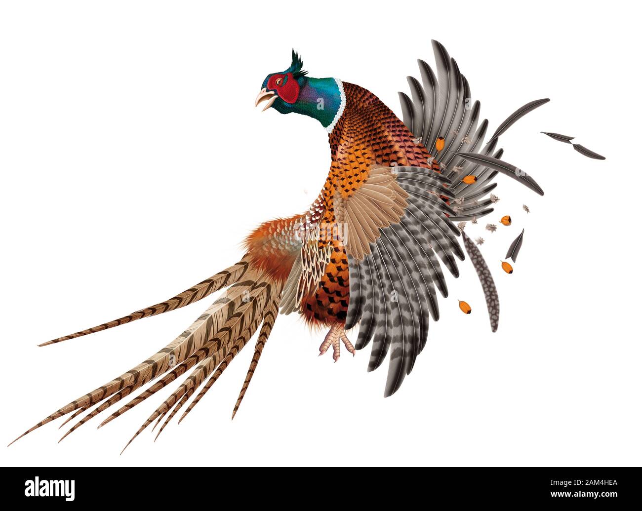 Pheasant Realistic Illustration Stock Photo Alamy