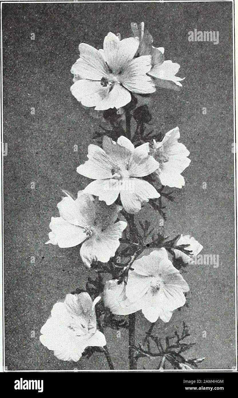 Farquhar's garden annual : 1922 . ure yellow flowers six inches in diameter. Protect the plants in Winter. 50 MIMULUS. {Monkey Flower.) Very handsome, half-hardy perennials, blooming the first year from seed.They thrive best in rather moist ground. 1 foot. 7265 cardinalis grandiflorus. Large scarlet flowers. ... 15 7270 tigrinus grandiflorus. Flowers large, and of various shades of yellow, elegantly spotted and marked with crimson and maroon. 1 ft... ... .15 MYOSOTIS. [Forget-me-not.) Most of the Forget-me-nots will bloom the first year from seed if sown early. If sown in July or August in sha Stock Photo