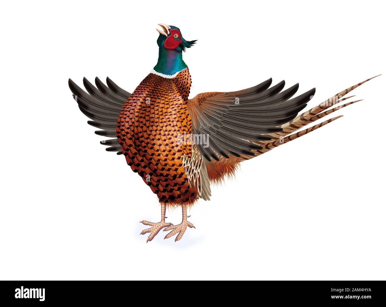 Pheasant Realistic Illustration Stock Photo Alamy