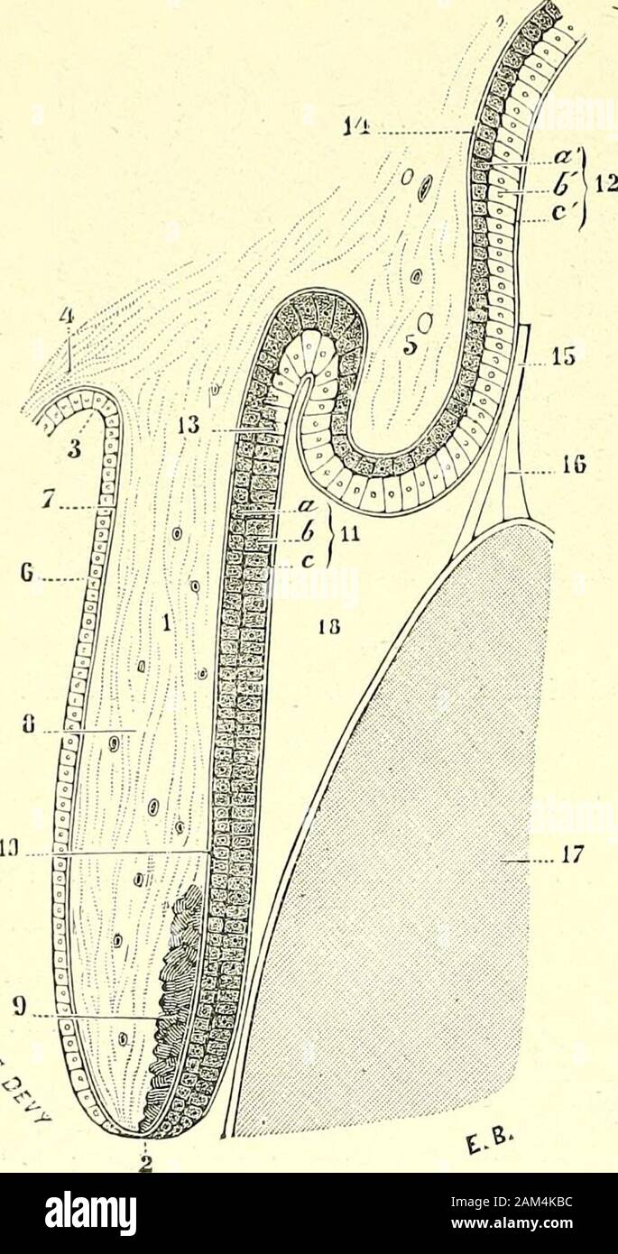 Traite D Anatomie Humaine Teur De Henle Les Noyauxquon Avait Pris Pour Des Noyaux De Fibres Traite D Anatomie Humaine Teur De Henle Les Noyauxquon Avait Pris Pour Des Noyaux De Fibres