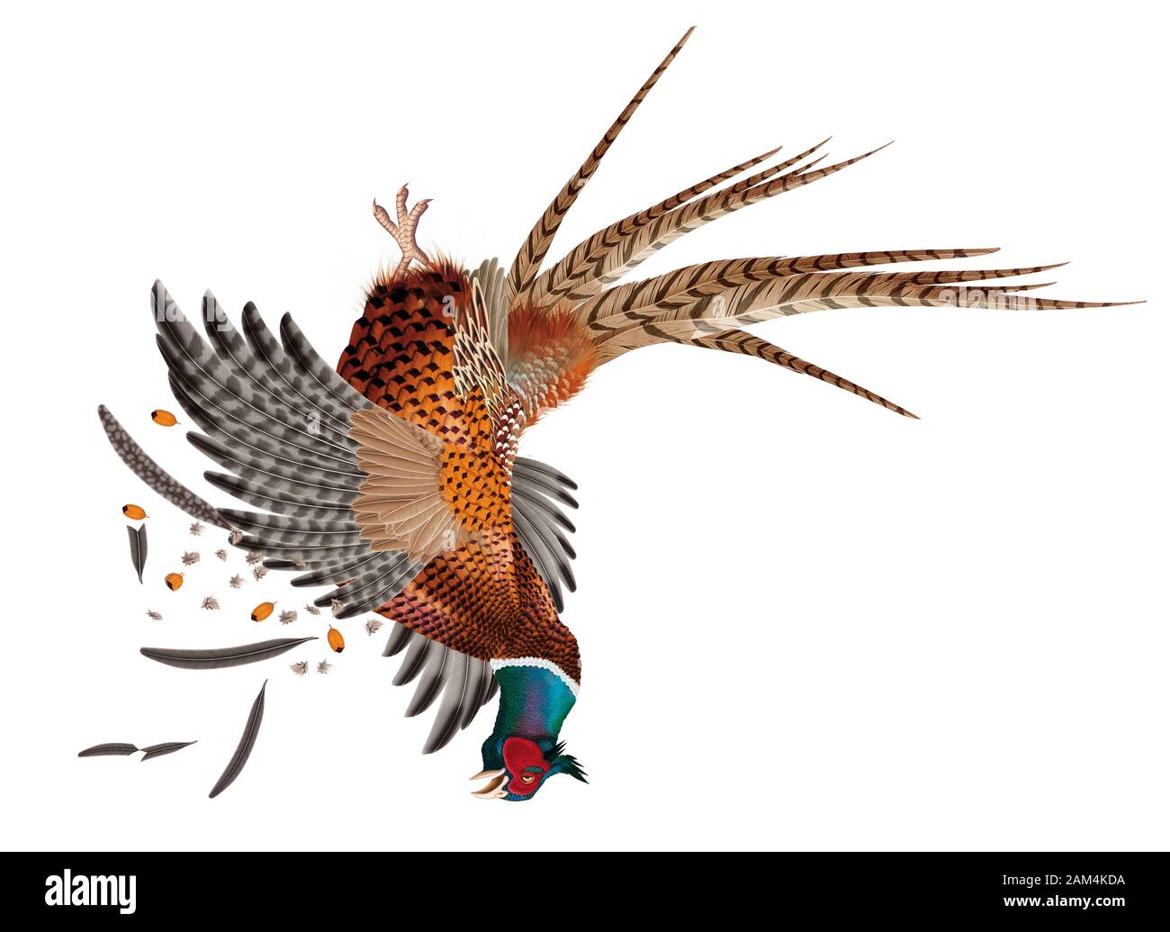 Pheasant Realistic Illustration Stock Photo Alamy
