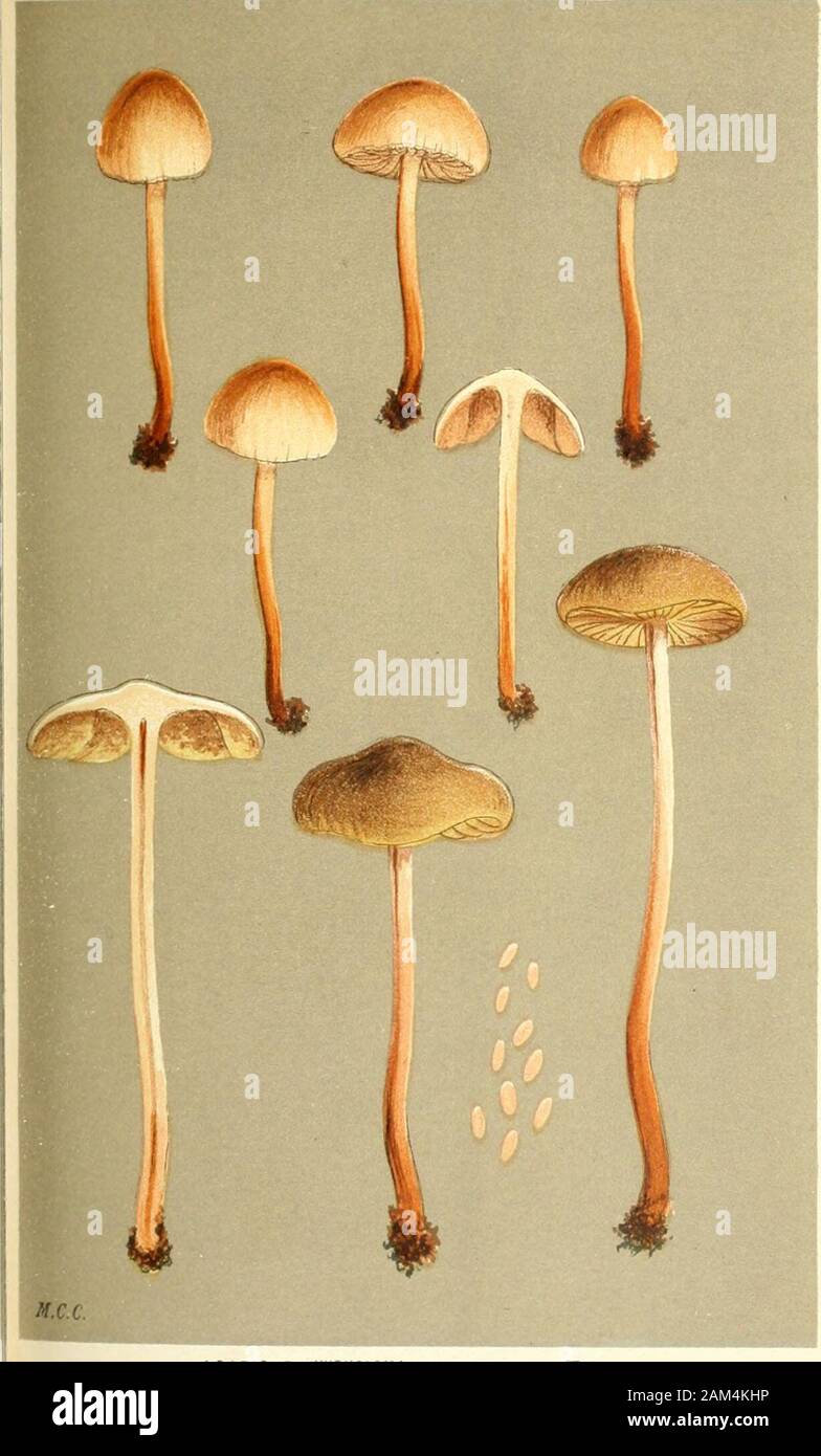 Illustrations of British Fungi (Hymenomycetes), to serve as an atlas to the 'Handbook of British Fungi' . 5-; AGA,RCUS (HyPHOLOMAI FASCICULARIS. Fries, var. EL/EODES. Bull,on stumps, StoTce Pogis. PRATELLI. PL. S86.. S-/i AGARICUS (H/PHOLOMA) DISPERSUS. Fries.on the ground. Highheeeh. Nov., 1881. II PL. 087. Stock Photo