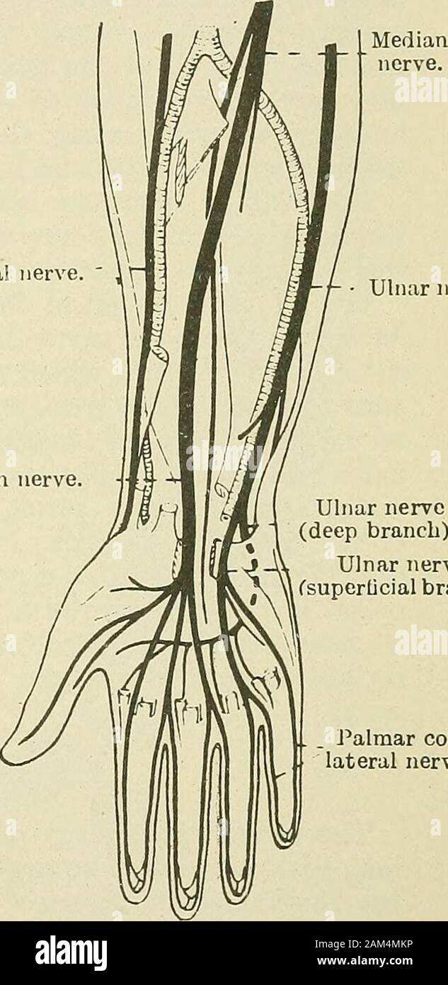 Deep Branch of Ulnar Nerve