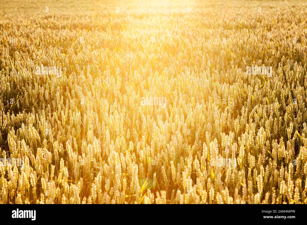 Close up of ripe wheat ears. Ukraine, Europe. Beauty world. Stock Photo