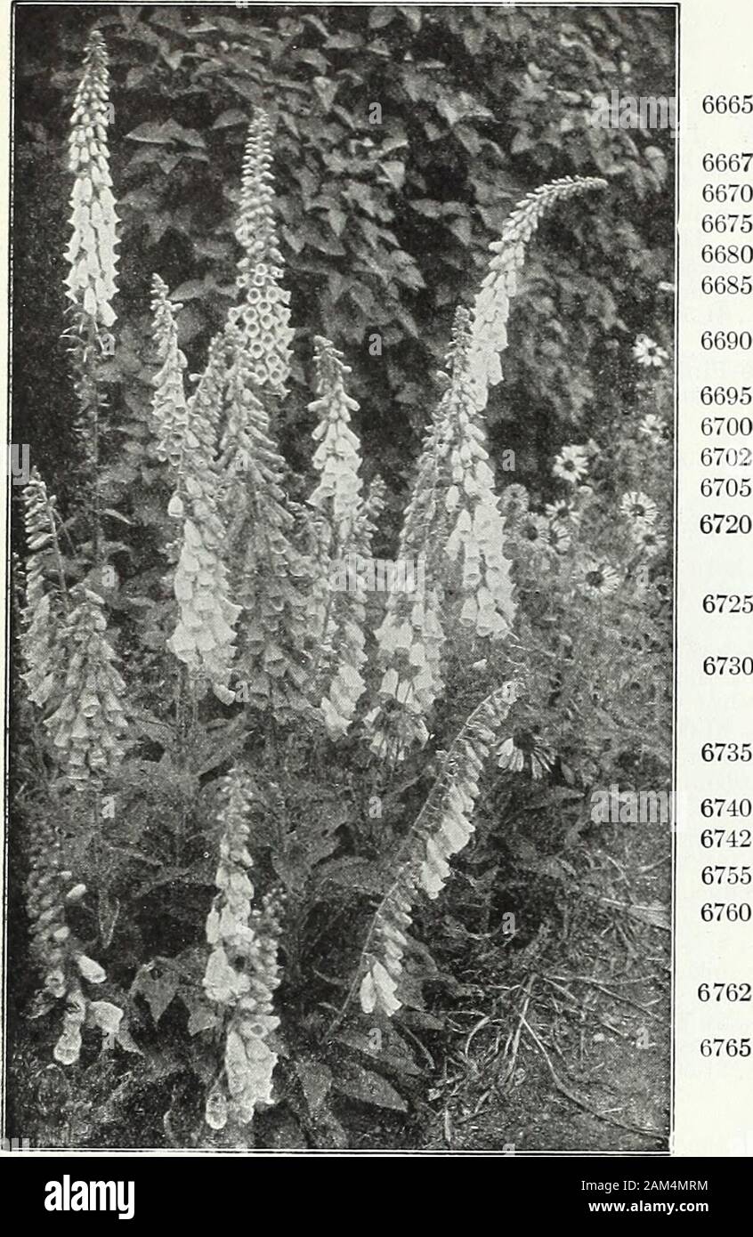 Farquhar's garden annual : 1922 . arkspur.) Rich blue shades, with black centre. 4 ft 15 6602 Bellamosum. Rich deep blue flowers of the Belladonna type, i oz., $1.25; .25 6605 formosum. Splendid dark blue with white eye. 3 ft. ... ioz., 1.00; .10 6610 formosum ccelestinum. Very beautiful large pale-blue floweo-s. 3 ft. ioz., $1.00; .25 6632 DIANTHUS caesius. {Cheddar Pink.) Rosy-pink, fine for rockeries 6640 deltoides. {Maiden Pink.) Trailing variety; flowers pink with dark circle.6 inches i oz., .60; 6645 deltoides. alba. WTiite. 8 inches 5 oz., .60; 6655 DICTAMNUS fraxinella. {Dittany.) Fine Stock Photo