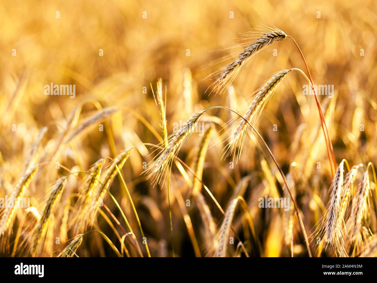 Close up of ripe wheat ears. Ukraine, Europe. Beauty world. Stock Photo