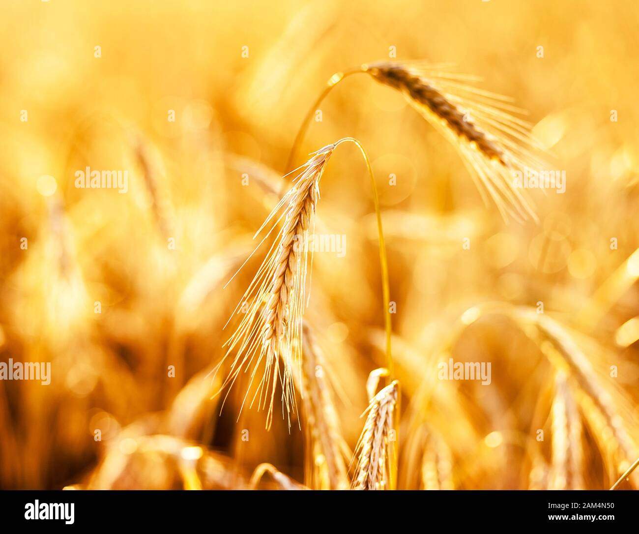 Close up of ripe wheat ears. Ukraine, Europe. Beauty world. Stock Photo