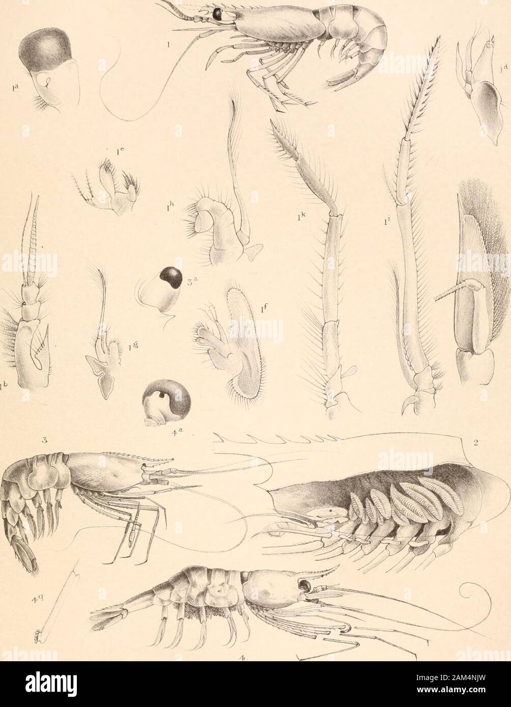 Report on the scientific results of the voyage of H.M.SChallenger during the years 1873-76 : under the command of Captain George SNares, R.N., F.R.Sand Captain Frank Turle Thomson, R.N. . I.PANDALUS MACNOCULUS 2. » FALCIPES 3. PANDALOPSIS AMPLUS i ? PLATE CXYI. PLATE CXVI. Chlorotocus incertus (p. 674).Fig. 1. Lateral view ; enlarged twice.„ la. Ophthalmopod.„ lb. First antenna.,, c. Second antenna.„ id. Mandible.„ le. First siagnopod.„ If. Second siagnopod.,, Ig. Third siagnopod.„ lh. First gnathopod.„ It. Second gnathopod.„ Ik. First pereiopod.„ 2. Pereion, showing branchial arrangement. Do Stock Photo