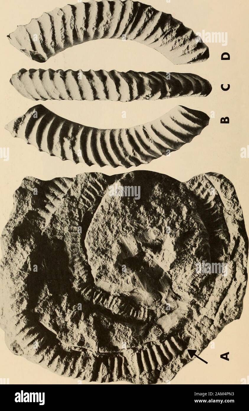 Annals of the South African Museum = Annale van die Suid-Afrikaanse Museum . Fig. 4. Exiteloceras bipunctatum (Schliiter, 1872).A. The paralectotype, GPIG Orig. pending upon which Schliiters (1872, pi. 29(fig. 3)) reconstruction was partially and incorrectly based. B. Topotype spe-cimen GPIG-5; a straight body chamber fragment. C. Topotype specimen GPIG-12 showing shallow, wide constriction.All specimens from the Upper Campanian of Ahlten. West Germany. A x 0,77; B-Cx 1. 226 ANNALS OF THE SOUTH AFRICAN MUSEUM. O o O o &lt; o — C3(U (U ^ is ^£ i £^§- -^ D. U ^ (U Cl- ^ .-2 :d^ o 2 o ? C/3 a, oa Stock Photo