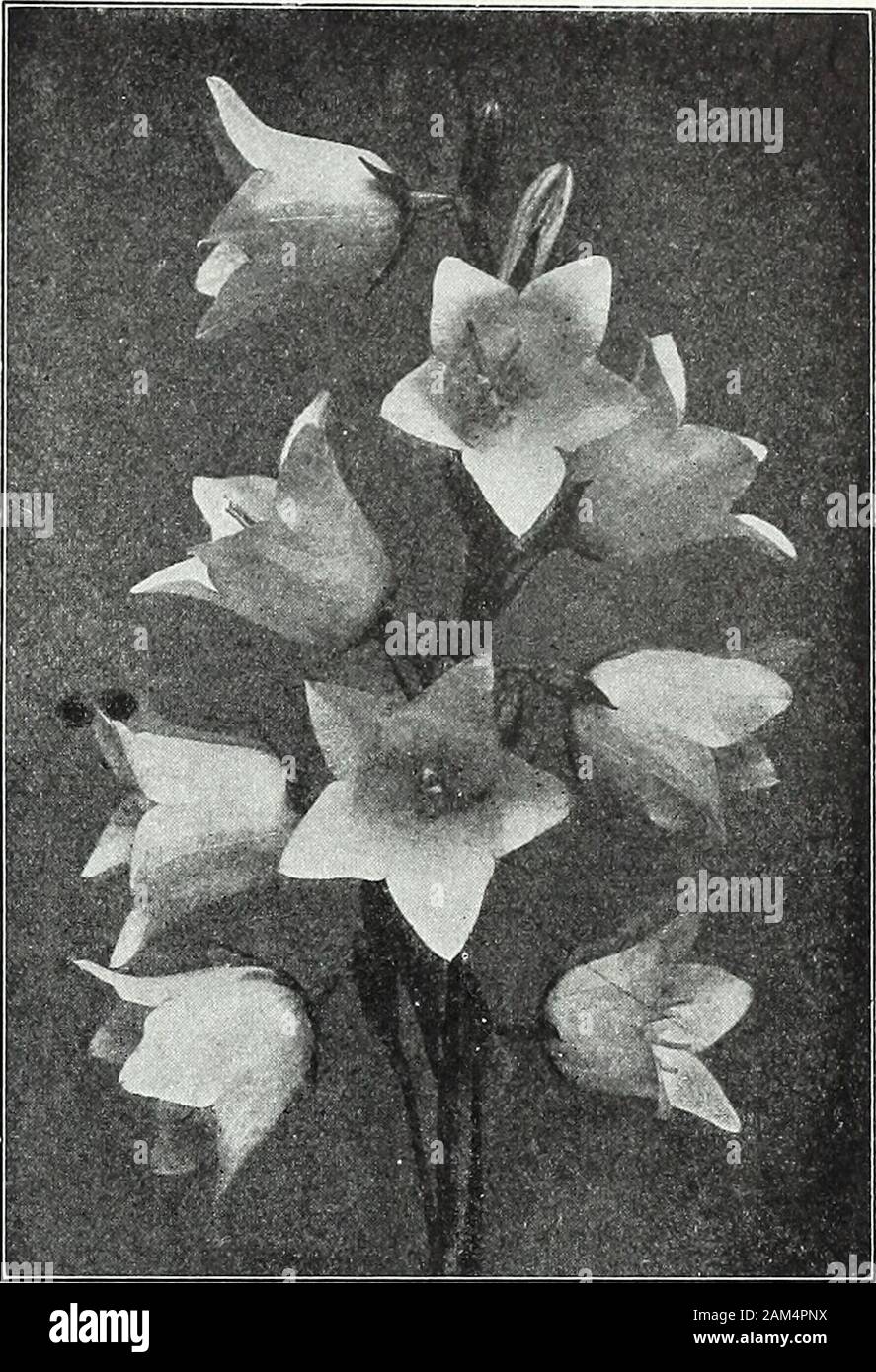 Farquhar's garden annual : 1922 . owing plantproducing spikes of pea-shaped blue flowers six inches in length.June and July. 2j ft. ... ... ... j oz., .75; BOCCONIA japonica. (Plume Poppy, or Tree Celandine.) Anoble hardy perennial, with large glaucous leaves and tallflower stems with terminal panicles of white flowers. Usefulfor planting as a background in large beds. July and Aug.6 to 8 ft ^oz., .50; BOLTONIA asteroides. One of the showiest of our nativeperennials closely resembUng and allied to the hardy Asters;flowers pure white. Aug. and Sept. 6 ft. ... latisquama. Flowers pink, slightly Stock Photo