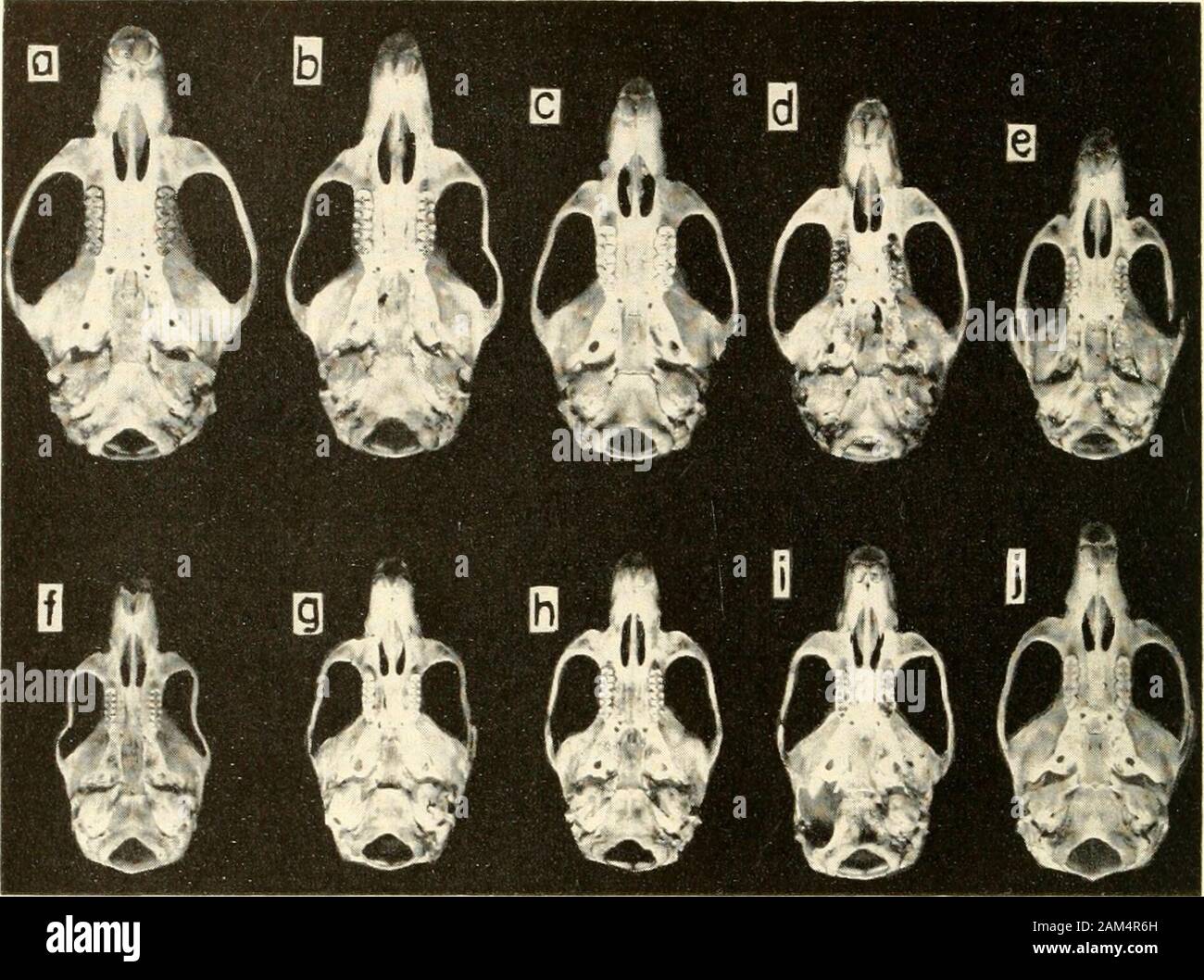 Proceedings of the United States National Museum . Dorsal aspect (X1 + ) of skull in cert3i subspecies oiOryzomys co7icolor (a-e) a-ndO. bicolor(J-j), showing variation in size with broad overlapping in the opposite extremes of eachspecies, a-c, Oryzomys concolor superans: a, Male (CNHAI 41459), Montalvo, RioBobonaza, Ecuador; b, female (CNHM 43257), Rio Pindo Yacu, Ecuador; c, female(CNHM 43252), Yana Rumi, Ecuador, d, e, Oryzomys concolor concolor: d, male (USNM280563), Pueblo Bello, Colombia; e, female (USNlM 280583), El Orinoco, Rio Cesar,Colombia. /, g, i, Oryzomys bicolor bicolor, males: Stock Photo