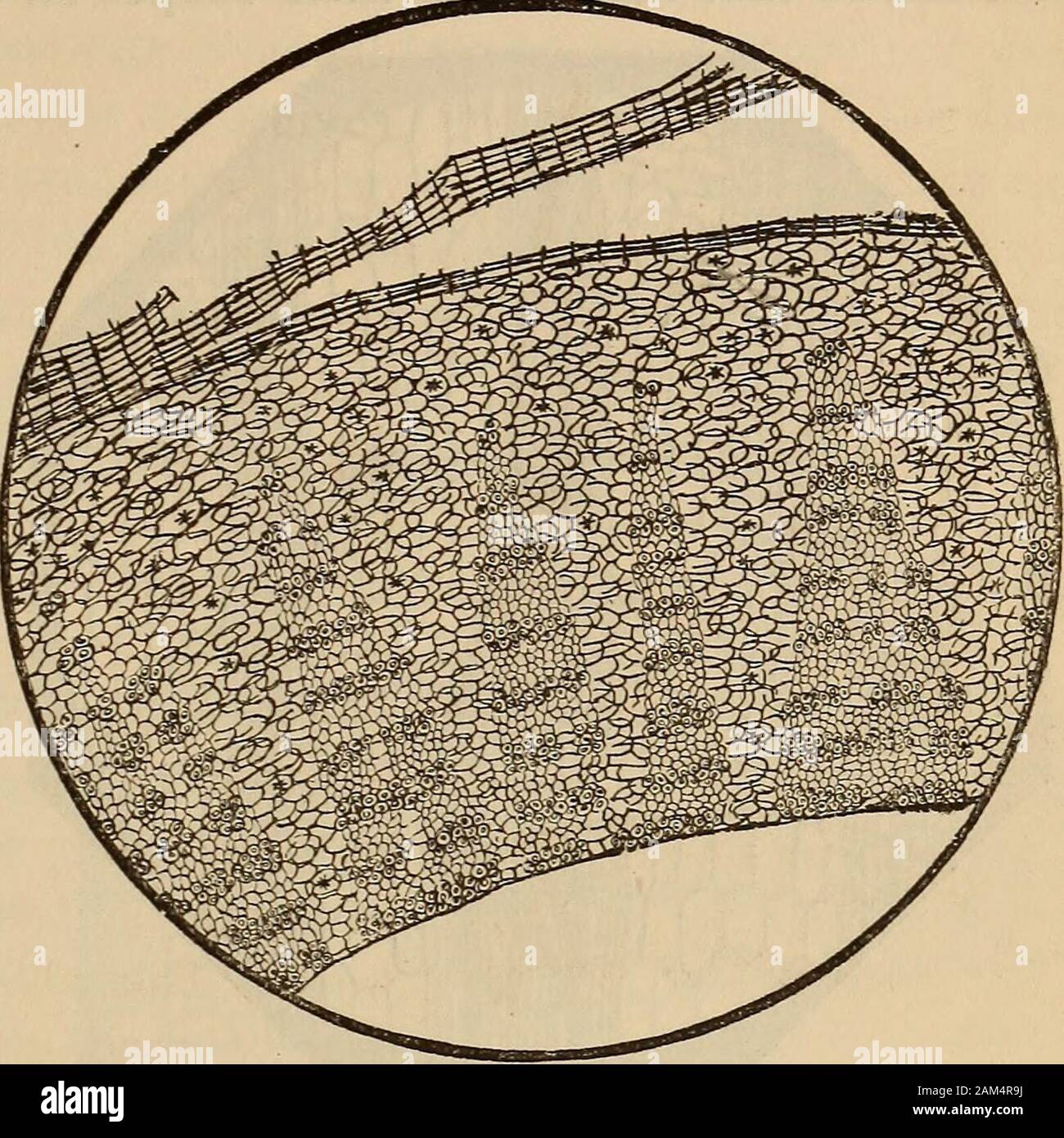 cinchona bark microscopy