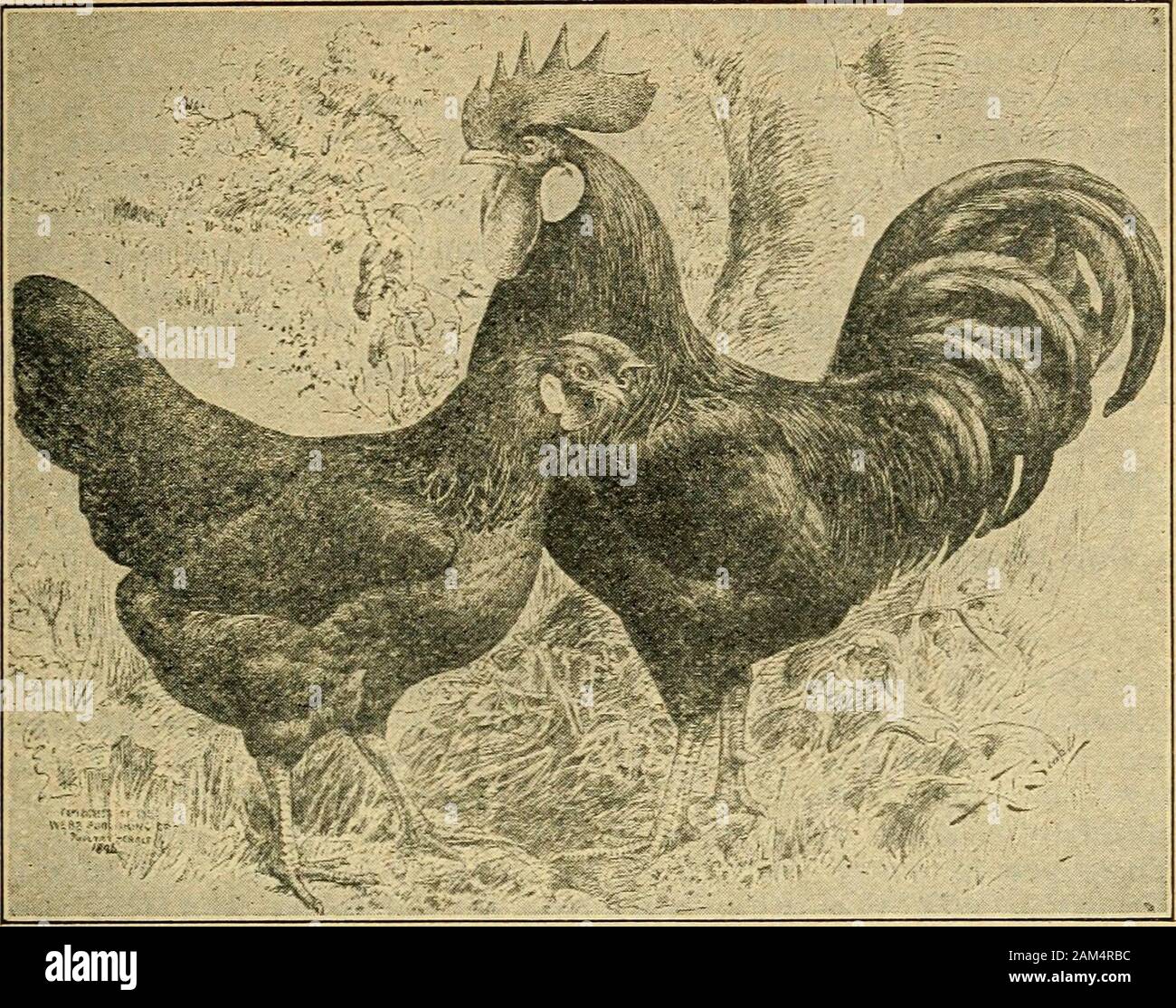 The poultry manual; a guide to successful poultry keeping in all its branches, fancy and practical . LEGHORNS. 43. Single Comb Brown Leghorn Male and Female, splendid body is carried a finely chiseled head, with flashing redeyes and ear lobes in texture and color like the newest whitekid. Drooping from the throat at the juncture of the beak arethe pendent wattles, and surmounting all, the crowning attrac-tion of the race, the coral-like comb with its long, finely taperedserrations. These genteel birds are the leaders for haremswhere beauty and industry go equally coupled, for the hard-working Stock Photo