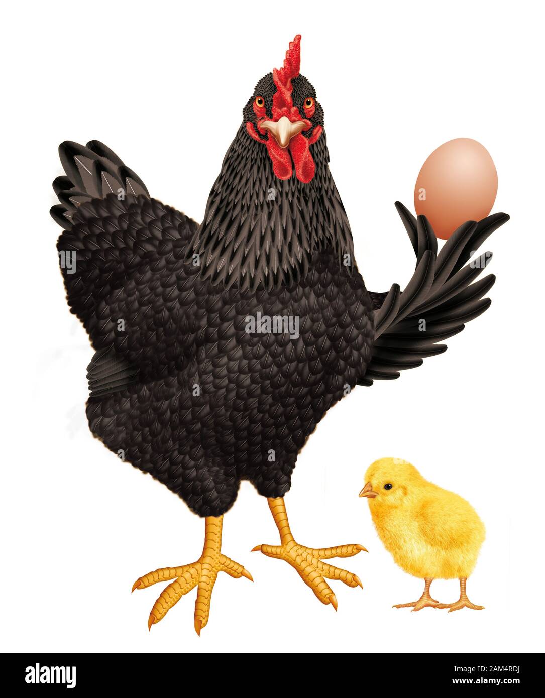 Hen chicken realistic illustration Stock Photo - Alamy