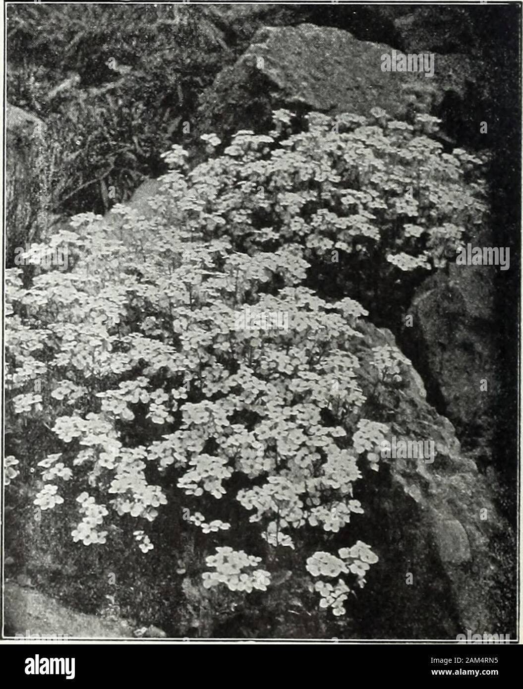 Farquhar's garden annual : 1922 . r. Valuable plant for the rock gar-den i oz., .60; .15 ARMERIA formosa. {Thrift or Sea Pink.) A pretty edg-ing plant with deep pinik flowers; May to September. 1 ft ioz., .60; .10 gigantea. Bright rosy-pink ... ... .15 ASCLEPIAS tuberosa. {Butterfly-weed.) One of the finestnative perennials with compact umbels of brilliant orange-red flowers. Invaluable for border or shrubbery groups;July and August. 2 ft. .. ... ... J oz., .75; .15 ASPERULA odorata. {Sweet Woodruff.) Pretty hardy plantthriving in partial shade; flowers white. 1 ft. The leavesand flowers when Stock Photo
