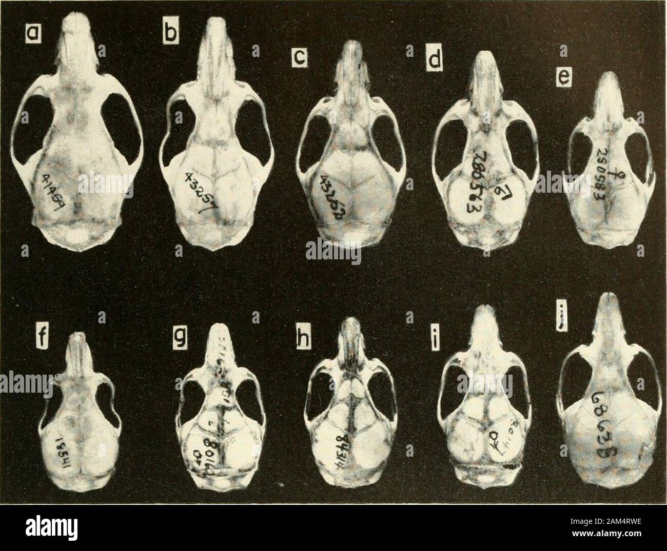 Proceedings of the United States National Museum . Upper and lower molars (X 10) of same specimens (except as noted) shown in plate 3: a,Oryzomys bicolor (CNHM 18541); h, 0. concolor; c, 0. palustris; d, Rhipidomys venustus. PROC. US. NAT. MUS VOL. 110 HERSHKOVITZ. PLATE 5. Dorsal aspect (X1 + ) of skull in cert3i subspecies oiOryzomys co7icolor (a-e) a-ndO. bicolor(J-j), showing variation in size with broad overlapping in the opposite extremes of eachspecies, a-c, Oryzomys concolor superans: a, Male (CNHAI 41459), Montalvo, RioBobonaza, Ecuador; b, female (CNHM 43257), Rio Pindo Yacu, Ecuador Stock Photo