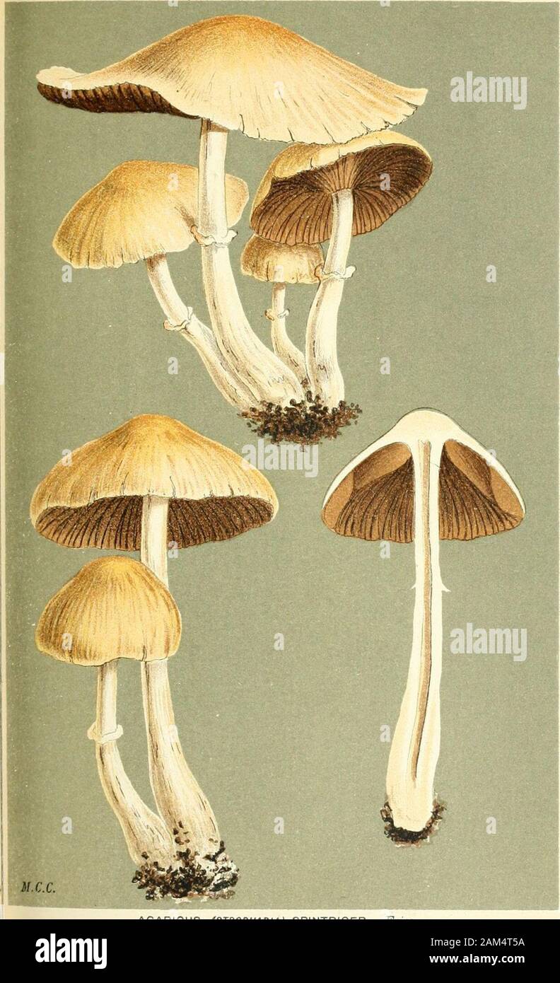 Illustrations of British Fungi (Hymenomycetes), to serve as an atlas to the 'Handbook of British Fungi' . AGARICUS (STROPHAKlAi JERDONI. B. i( Br.on rhrpx Massbiirnford. Nov. 1860.. AGARIC us (STROPHABIA) SPlNTRiGER. Fneson stumps. Loughton. Sept. 1882. PRATELLI. PL. 619. Stock Photo